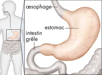 Estomac humain - crédits : © Encyclopædia Britannica, Inc.