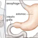 Estomac humain - crédits : © Encyclopædia Britannica, Inc.