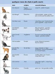 Chats - crédits : © Encyclopædia Universalis France