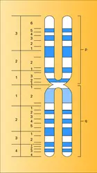 Carte d'un chromosome humain - crédits : Encyclopædia Universalis France