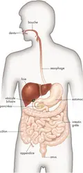 Appareil digestif humain - crédits : © Encyclopædia Britannica, Inc.