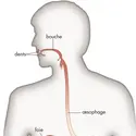 Appareil digestif humain - crédits : © Encyclopædia Britannica, Inc.