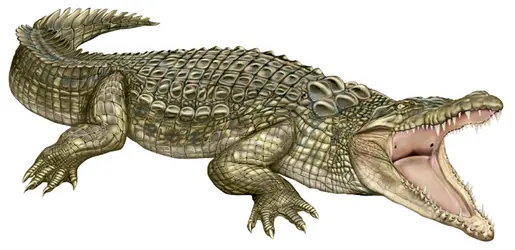 Crocodile - crédits : © Encyclopædia Britannica, Inc.