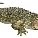 Crocodile - crédits : © Encyclopædia Britannica, Inc.