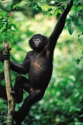Bonobo - crédits : © Kari Ammann/Nature Picture Library