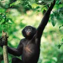 Bonobo - crédits : © Kari Ammann/Nature Picture Library