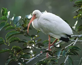 Ibis - crédits : © Steven David Miller/Nature Picture Library