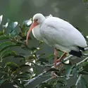 Ibis - crédits : © Steven David Miller/Nature Picture Library