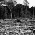 Déforestation en Côte d'Ivoire - crédits : P. Poilecot/ CIRAD