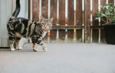 Chat domestique - crédits : © Catherine Falls Commercial/ Moment/ Getty Images