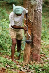 Récolte du latex au Sri Lanka - crédits : Bryn Campbell/ Getty Images