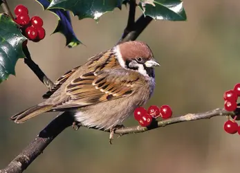 Moineau - crédits : © Mike Wilkes/Nature Picture Library