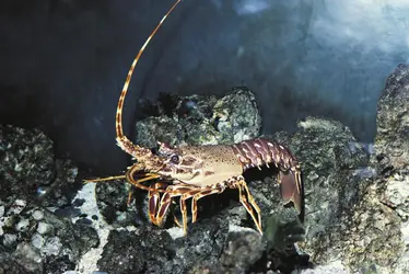 Langouste - crédits : C. Galasso/ De Agostini/ Getty Images 