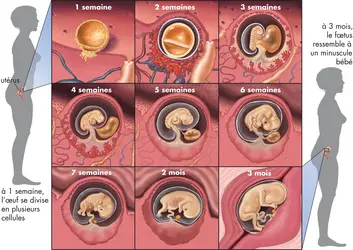Développement du fœtus humain - crédits : © Encyclopædia Britannica, Inc.