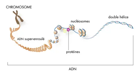 Niveaux d'enroulement de l'ADN - crédits : © D. Leja/ NHGRI ; I. Dunham/ EBI ; traduction : Encyclopædia Universalis France S.A.