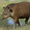 Tapir - crédits : © Hal Beral/ Corbis/ Getty Images