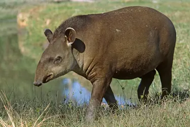 Tapir - crédits : © Hal Beral/ Corbis/ Getty Images