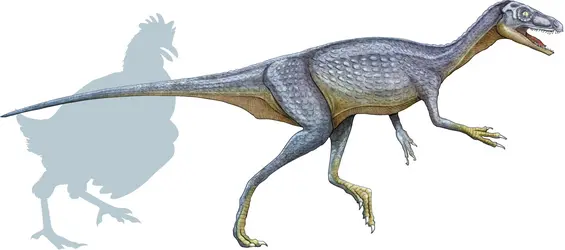 Eoraptor - crédits : © Encyclopædia Universalis France