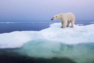 Ours au Manitoba, Canada - crédits : © 	Paul Souders/ Stone/ Getty Images