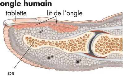 Anatomie de l'ongle humain - crédits : © Encyclopædia Britannica, Inc.