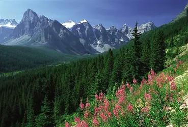 Montagnes Rocheuses - crédits : © Aflo/Nature Picture Library
