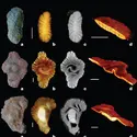 Fossiles d'organismes multicellulaires vieux de 2 milliards d'années - crédits : © Nature, 2010