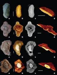Fossiles d'organismes multicellulaires vieux de 2 milliards d'années - crédits : © Nature, 2010