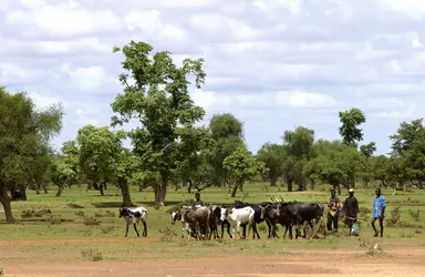 Bouviers peuls, Burkina Faso - crédits : Philippe Roy/ Aurimages