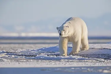 Ours polaire - crédits : Sylvain CORDIER/ Gamma-Rapho/ Getty Images