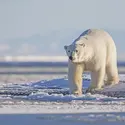 Ours polaire - crédits : Sylvain CORDIER/ Gamma-Rapho/ Getty Images