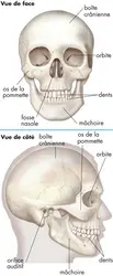 Crâne humain - crédits : © Encyclopædia Britannica, Inc.