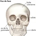 Crâne humain - crédits : © Encyclopædia Britannica, Inc.