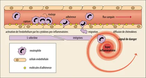 Réponse à une réaction inflammatoire - crédits : Encyclopædia Universalis France