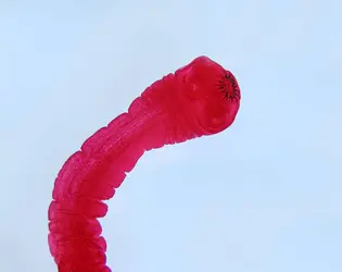 Tête d'un ténia, ver parasite de l'intestin - crédits : © J. Harshaw/ Shutterstock