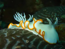 Nudibranche