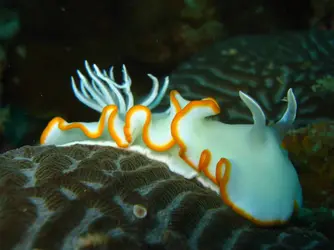 Nudibranche - crédits : © M. Bones/ Shutterstock