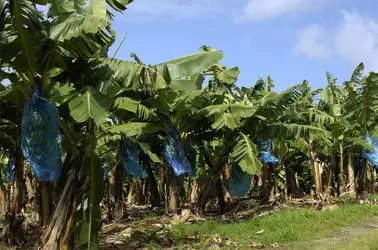 Bananeraies et pollution par les pesticides - crédits : © Pack-Shot/ Shutterstock