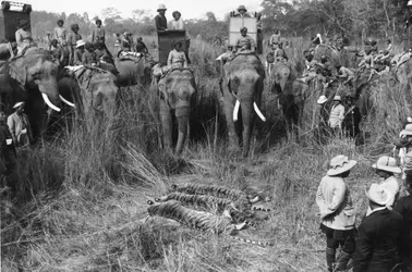 Chasse au tigre - crédits : Hulton Archive/ Getty Images