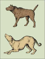 Communication visuelle chez le chien - crédits : Encyclopædia Universalis France