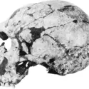 Homme de Néandertal - crédits : © Courtesy of the Musée du Quai Branly (formely the Musée de l'Homme), Paris