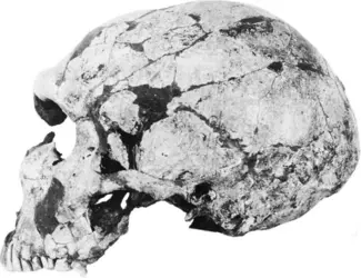 Homme de Néandertal - crédits : © Courtesy of the Musée du Quai Branly (formely the Musée de l'Homme), Paris