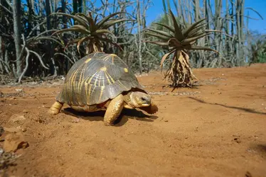 Tortue - crédits : Konrad Wothe/ Minden Pictures/ Biosphoto