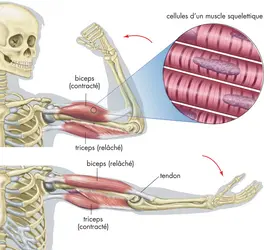 Contraction musculaire - crédits : © Encyclopædia Britannica, Inc.