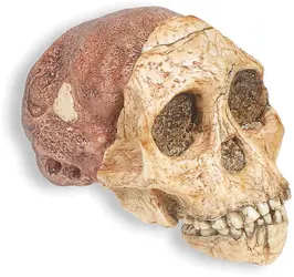Crâne de l'enfant de Taung, australopithèque - crédits : © Skulls Unlimited International, Inc.