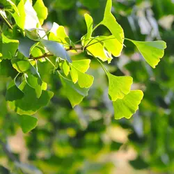 Ginkgo - crédits : © N. Melnychuk/ Shutterstock