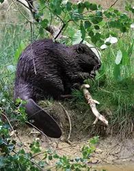 Castor d’Eurasie. - crédits : © Adrian Davies/Nature Picture Library