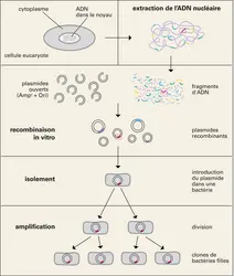 Clonage d'un gène - crédits : Encyclopædia Universalis France