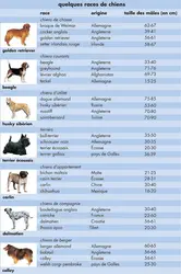 Races de chiens - crédits : © Encyclopædia Universalis France
