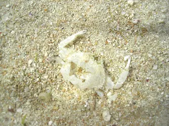 Mue de crabe - crédits : © I. Megumi/ Shutterstock
