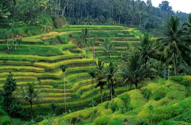 Culture de riz en terrasses, Indonésie - crédits : Wolfgang Kaehler/ LightRocket/ Getty Images